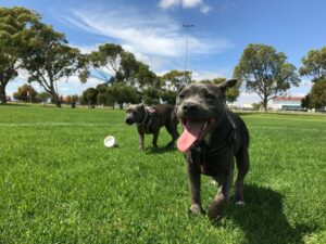 Dog Park Building: Two dogs in a dog park.