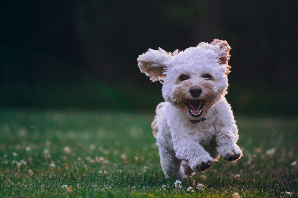 Building a dog park: A puppy running on the grass outside.