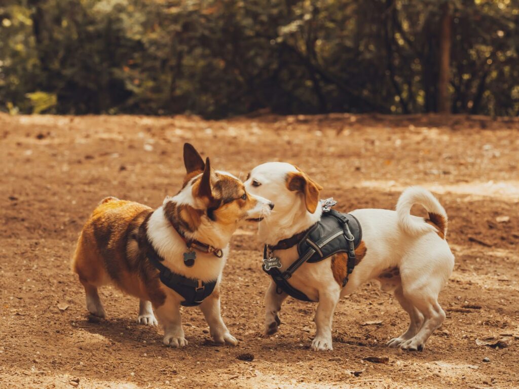 Two small dogs in a dog park. 