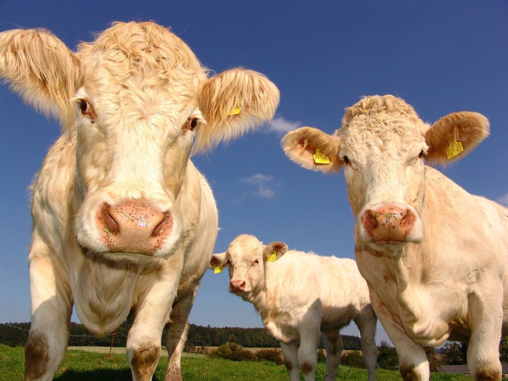 Cows at a farm storage building